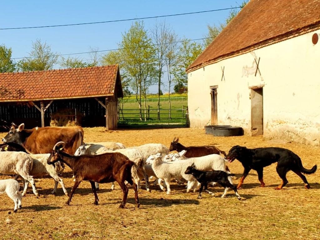 Portée lignée travail au troupeau.