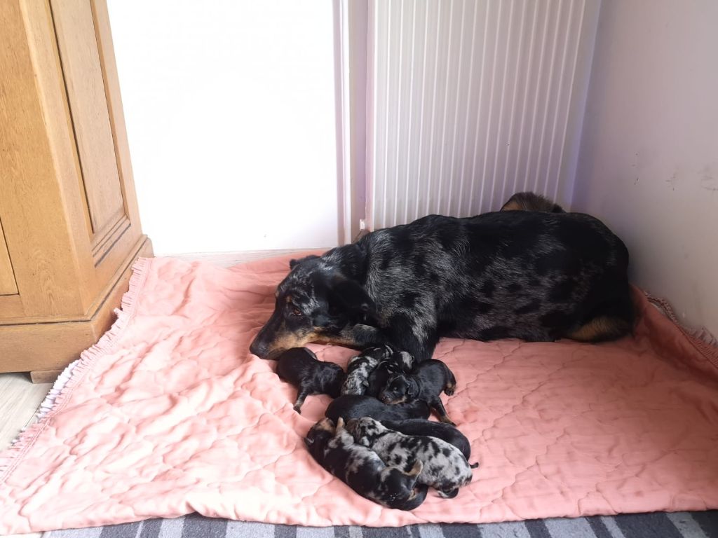 Chiot Berger de Beauce De La Vallée De La Perreuse